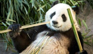 Näin ääntelee kuukauden ikäinen pandapentu – avaavat silmänsä vasta viikon päästä | Ulkomaat