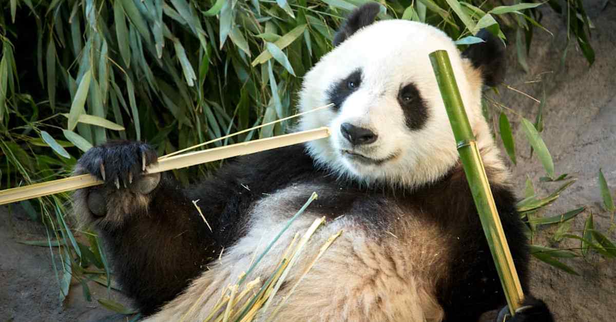 Näin ääntelee kuukauden ikäinen pandapentu – avaavat silmänsä vasta viikon päästä | Ulkomaat