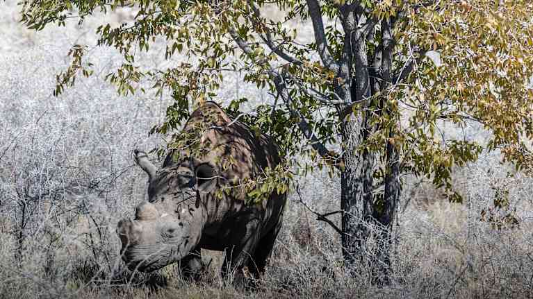 En spetsnoshörning i en nationalpark i Namibia i Afrika. 