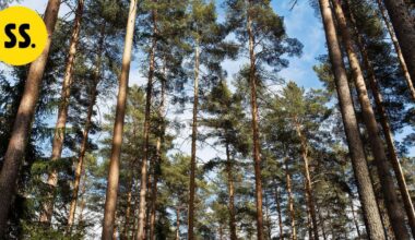 Kuopio ja muut Suomen suurimmat kaupungit sitoutuvat luontokadon torjuntaan | Savo