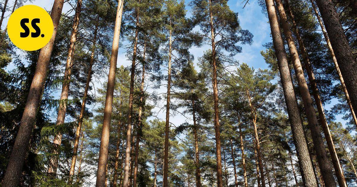 Kuopio ja muut Suomen suurimmat kaupungit sitoutuvat luontokadon torjuntaan | Savo