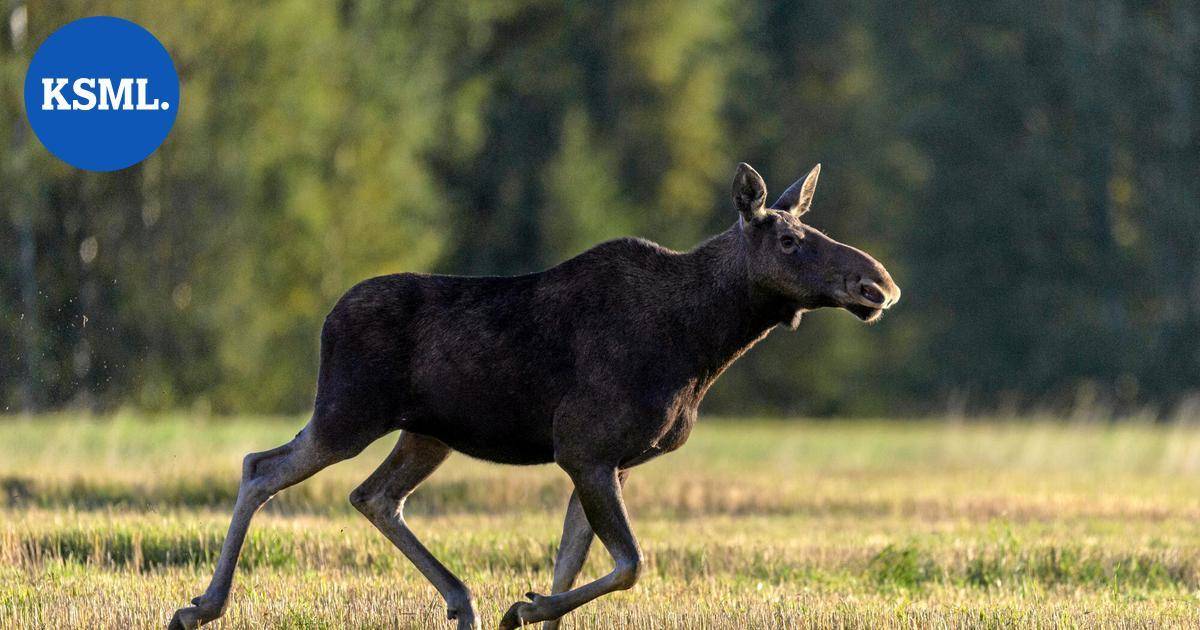 Hirvikolarien määrä pompahti – näin vältät syksyn vaarat tien päällä | Uutissuomalainen