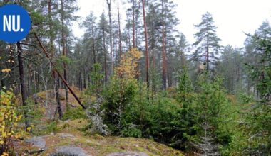 Luonto | Nurmijärvi uudistaa metsäohjelmansa – asukkaat voivat nyt vaikuttaa kyselyllä | Paikalliset