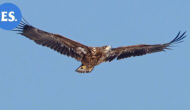 Entinen tapporahojen kohde palasi vahvana – Merikotka pesii nyt Etelä-Karjalassa | Paikalliset