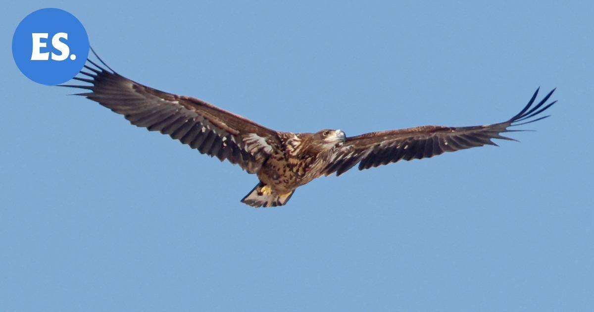 Entinen tapporahojen kohde palasi vahvana – Merikotka pesii nyt Etelä-Karjalassa | Paikalliset