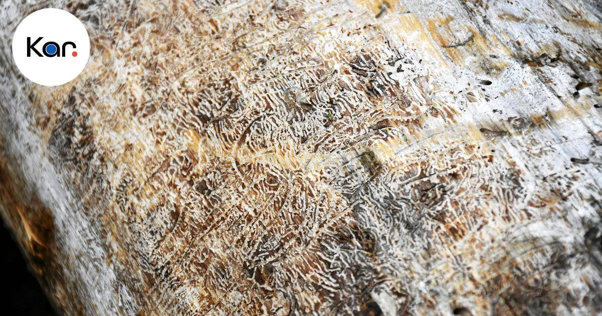 Karjaanjoen rannan ja Myllypuiston kirjanpainajatuhot eivät johda erillisiin lisätoimenpiteisiin | Paikalliset