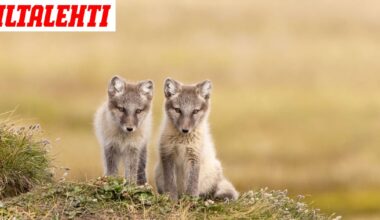 Suomen uhanalaisin nisäkäs sai pentuja - Iltalehti