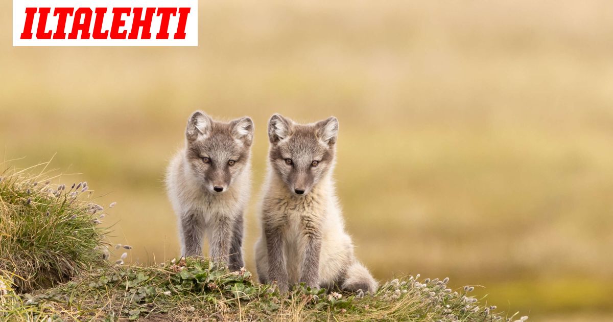 Suomen uhanalaisin nisäkäs sai pentuja - Iltalehti