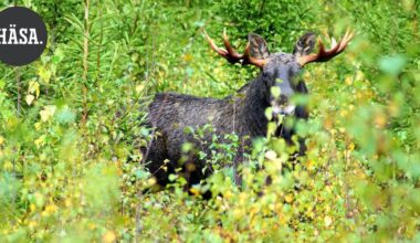 Mielipide | Kuulokkeet pois korvilta: Metsä puhuu, ja viisas kuuntelee | Pääkirjoitus & mielipide