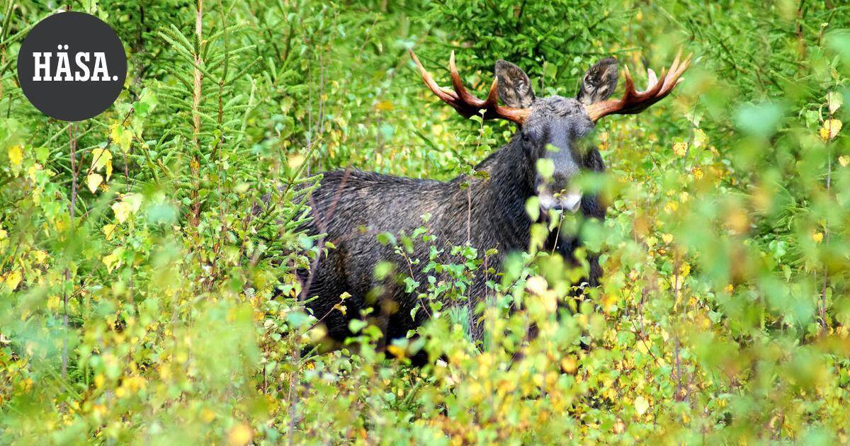 Mielipide | Kuulokkeet pois korvilta: Metsä puhuu, ja viisas kuuntelee | Pääkirjoitus & mielipide