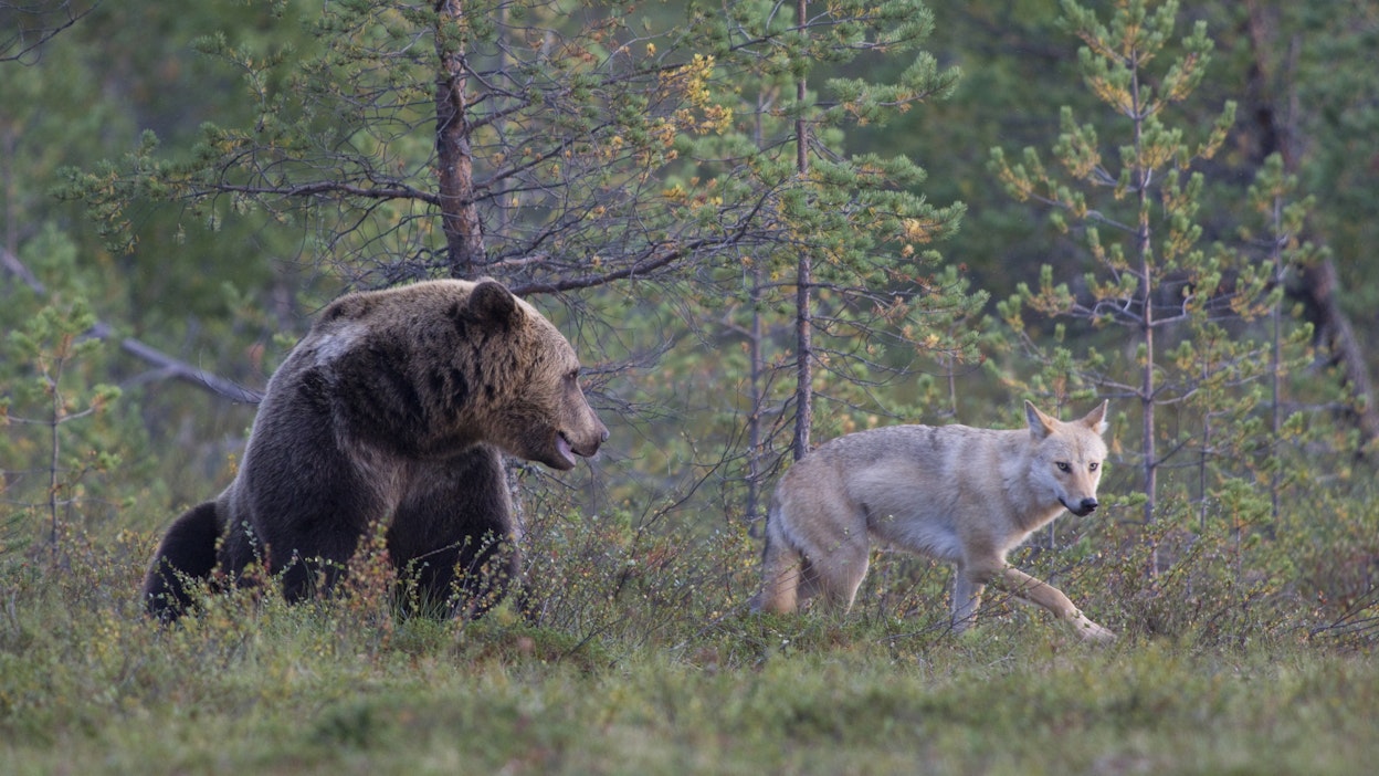 Metsästyslakia halutaan muuttaa nyt suden osalta. Karhun kannanhoidollinen metsästys ei toteutunut Suomen riistakeskuksen myöntämistä luvista huolimatta.
