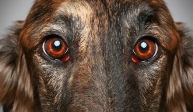 Koirat, rotat ja jopa linnut näkevät unta kokemuksistaan