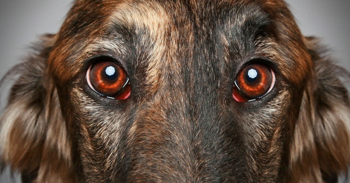 Koirat, rotat ja jopa linnut näkevät unta kokemuksistaan