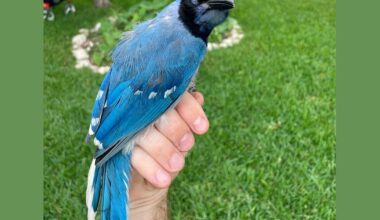 Tutkijat löysivät ilmastonmuutoksen mahdollistaman hybridilinnun