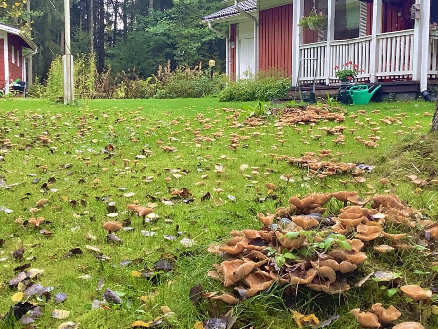 Luonto yllättää. Sienet valtasivat laajan piha-alueen!