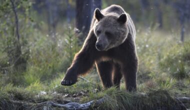 Karhusta tuli ylivoimaisella suosiolla Suomen kansalliseläin – Mutta mitkä eläimet olivat seuraavilla sijoilla?