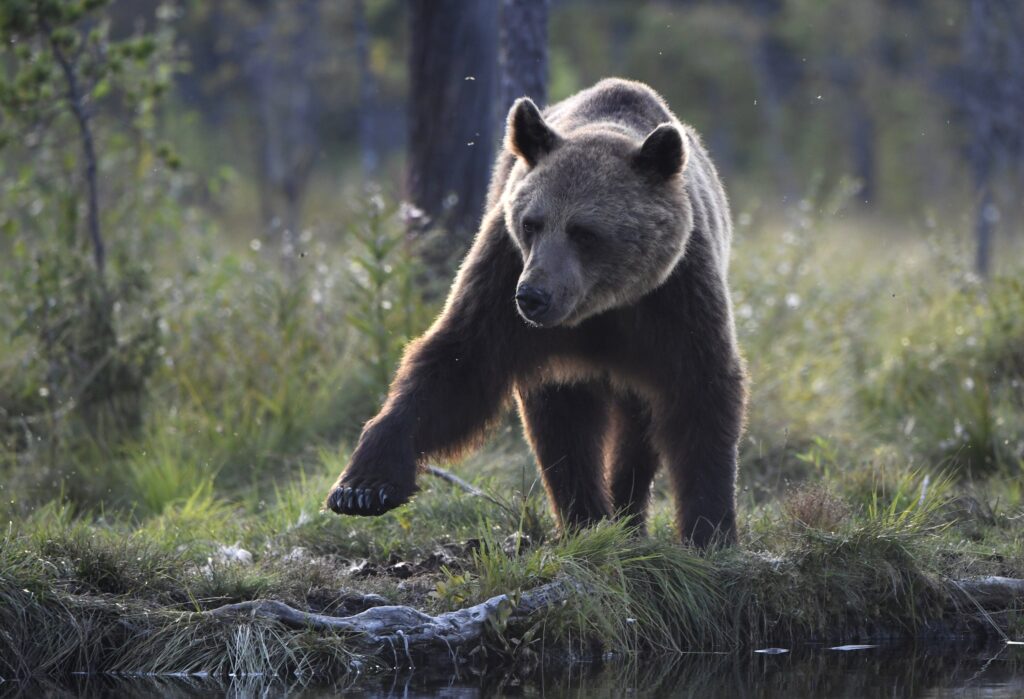 Karhusta tuli ylivoimaisella suosiolla Suomen kansalliseläin – Mutta mitkä eläimet olivat seuraavilla sijoilla?
