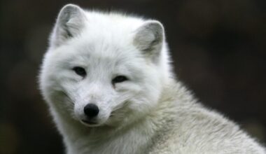 Enontekiöllä havaittu neljä naalinpentua - Suomenmaa.fi
