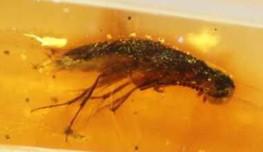 Liitukauden aikainen aikakapseli löytyi Ecuadorin sademetsästä