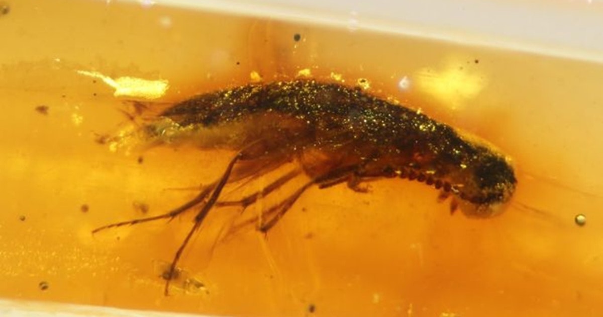 Liitukauden aikainen aikakapseli löytyi Ecuadorin sademetsästä