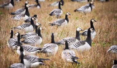Valkoposkihanhet saapuvat pian sankoin joukoin Itä-Suomen pelloille - Maaseudun Tulevaisuus