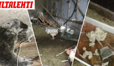 Kammottava totuus eläinhoitolasta julki: Kuutit ryömivät ulosteissa