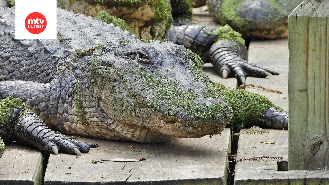 Tämä amerikanalligaattori kuvattiin Audubonin eläintarhassa New Orleansissa Louisianassa. Eläin ei liity uutiseen muuten kuin lajinsa puolesta.