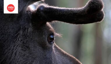 Asuinalueella toikkaroinut hirvi ei niin vain alistunut häätötuomioonsa Kirkkonummella. Kuvituskuva.