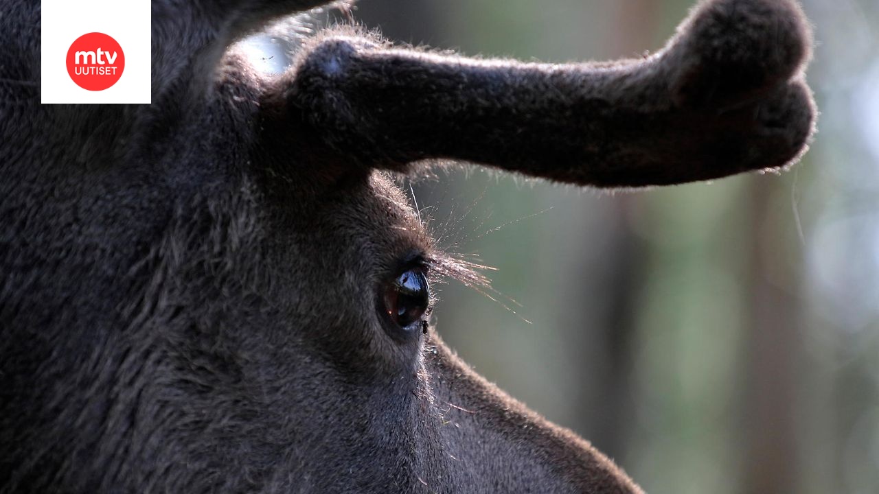 Asuinalueella toikkaroinut hirvi ei niin vain alistunut häätötuomioonsa Kirkkonummella. Kuvituskuva.