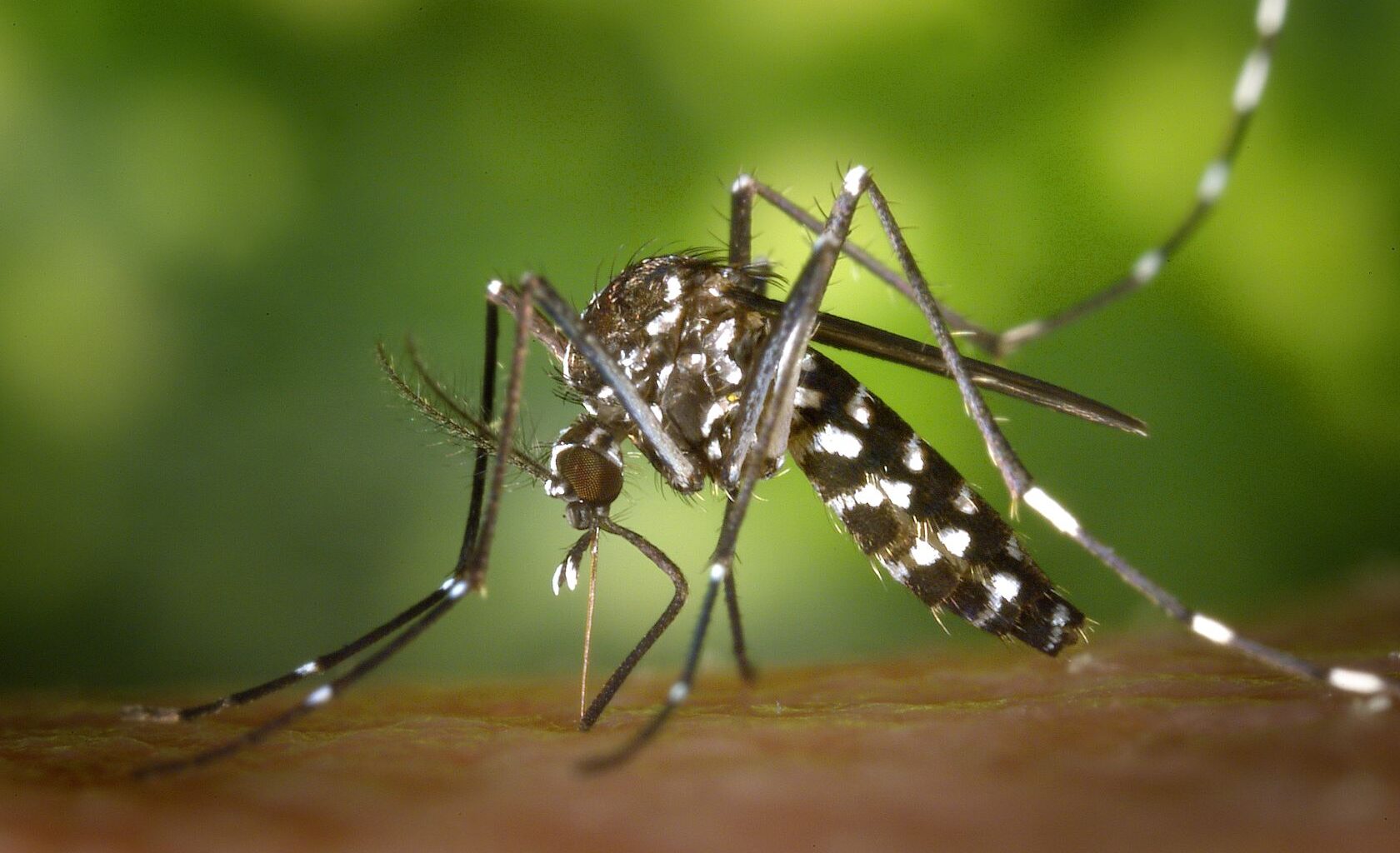 Dengue-virusta kantava hyttynen havaittu - The Portugal News