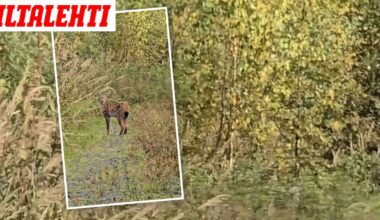 Marjaana lähti mustikkaan– Pian edessä seisoi harvinainen näky