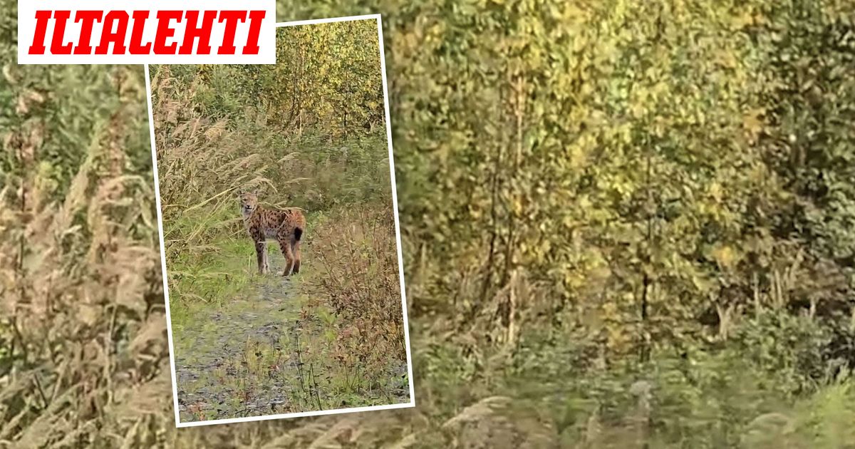 Marjaana lähti mustikkaan– Pian edessä seisoi harvinainen näky