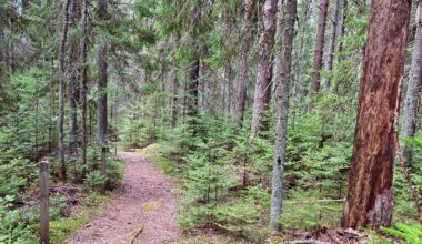 Mäntänvuoren luonnonsuojelualueella poistetaan vieraslajia – liikkujia kehotetaan varovaisuuteen