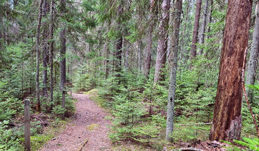 Mäntänvuoren luonnonsuojelualueella poistetaan vieraslajia – liikkujia kehotetaan varovaisuuteen