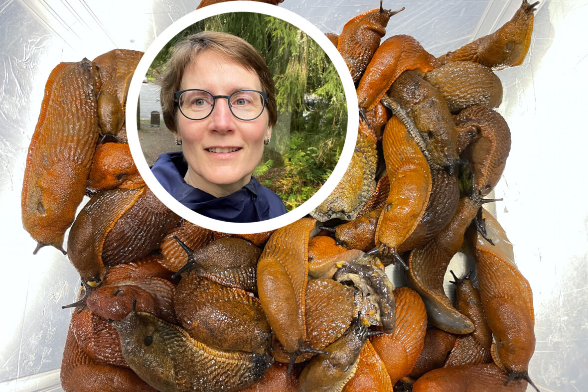 Tappajaetana leviää Suomessa – Helena on kerännyt jo yli 2000 työmatkoilla