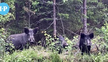 "Porsastuotto on valtava" – Villisikojen lisääntyminen panee Suupohjassa metsästäjät lujille, afrikkalaisen sikaruton vaarat tiedostetaan - Ilkka-Pohjalainen