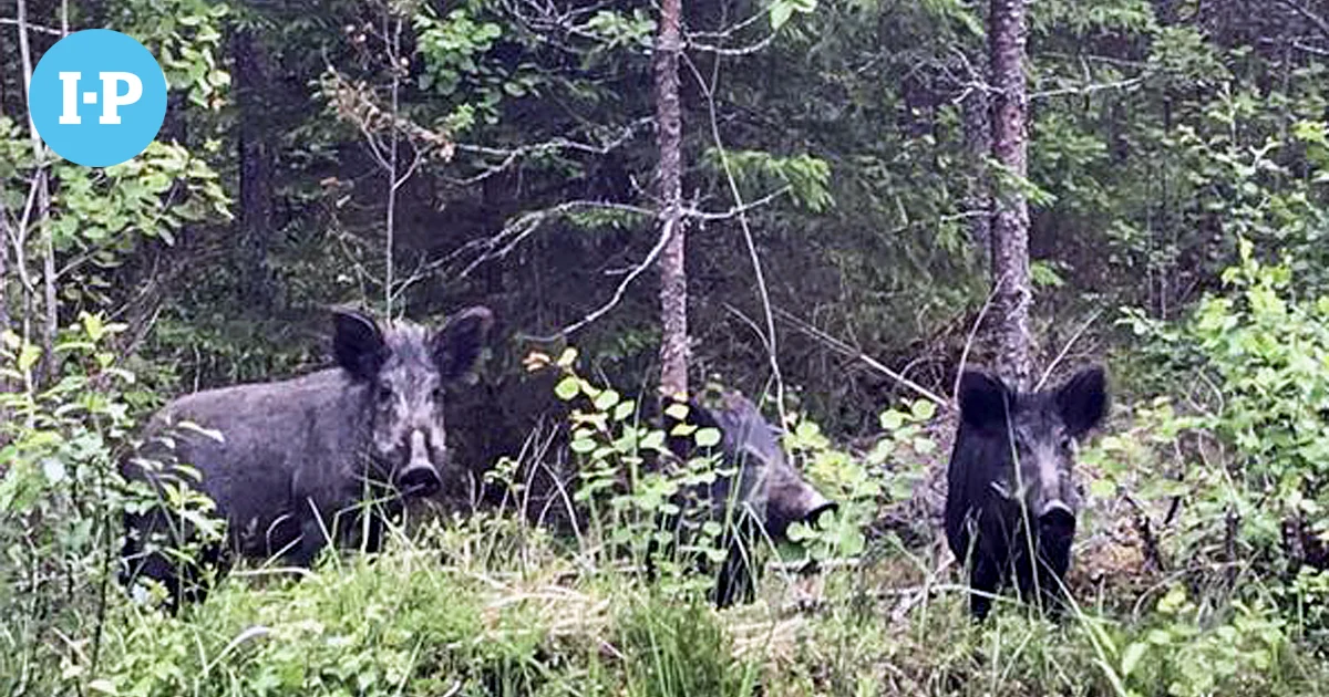 "Porsastuotto on valtava" – Villisikojen lisääntyminen panee Suupohjassa metsästäjät lujille, afrikkalaisen sikaruton vaarat tiedostetaan - Ilkka-Pohjalainen