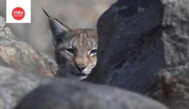 Ilves eläin aop