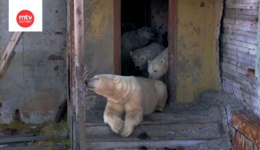 Hylätystä sääasemasta on tullut jääkarhujen koti