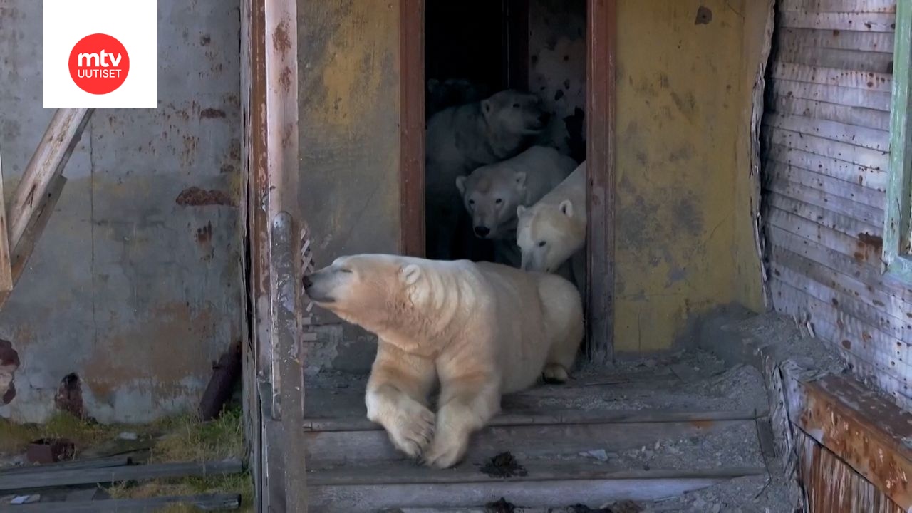 Hylätystä sääasemasta on tullut jääkarhujen koti