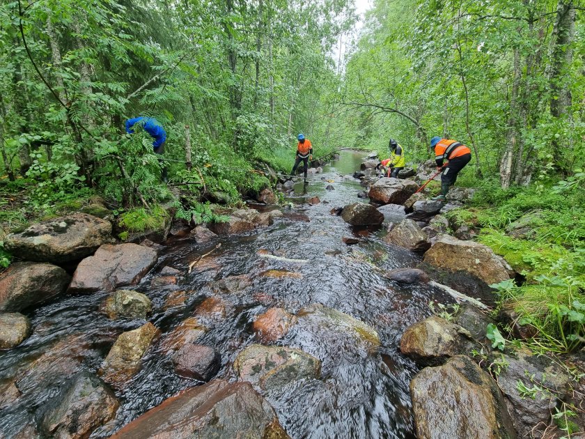 Salamajärven kansallispuiston Koirajoella toteutetaan virtavesikunnostuksia syyskuussa