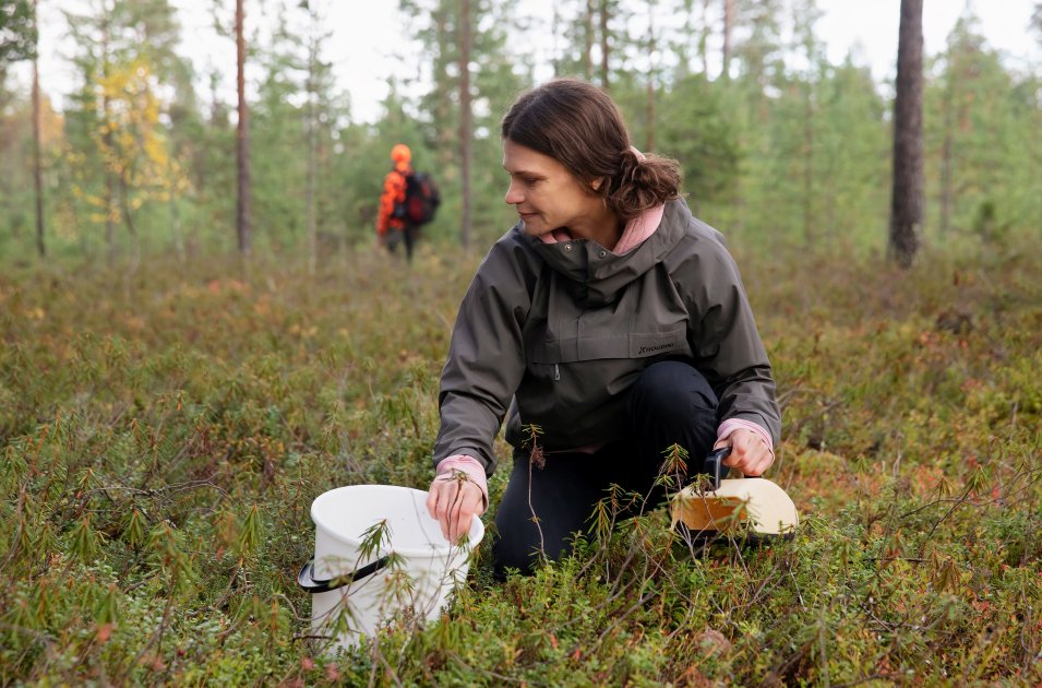 Miten valtion maa- ja vesialueita Lapissa pitäisi käyttää? Osallistu Metsähallituksen kansalaiskyselyyn!