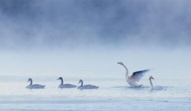 Ilmasto ja luonto - Rovaniemi