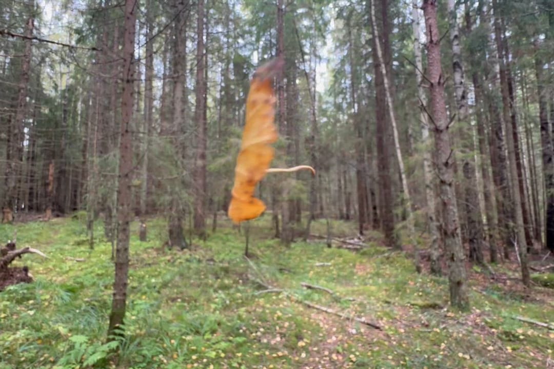 Aavemaista…😳 Alkaneen syksyn kellastunut lehti leijailee yksiksensä aamuisen synkän metsän keskellä. Kurjenrahkan Kansallispuisto, Pöytyä