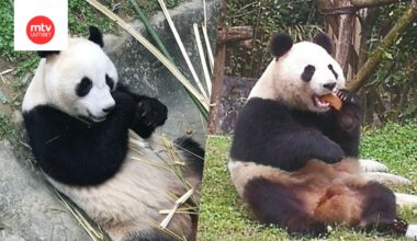 Ähtäri sanoo jäähyväiset pandoille – vierailimme pandatalossa viimeisenä päivänä