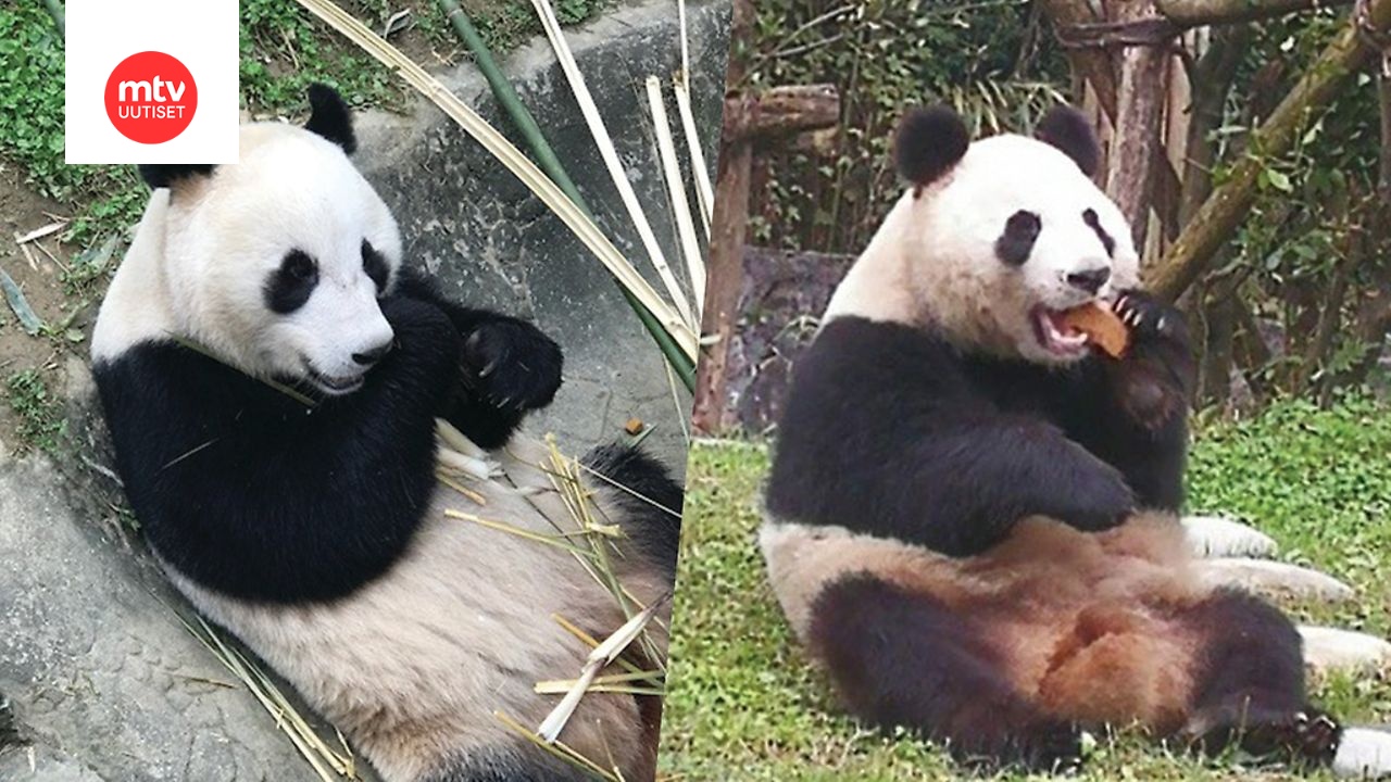 Ähtäri sanoo jäähyväiset pandoille – vierailimme pandatalossa viimeisenä päivänä