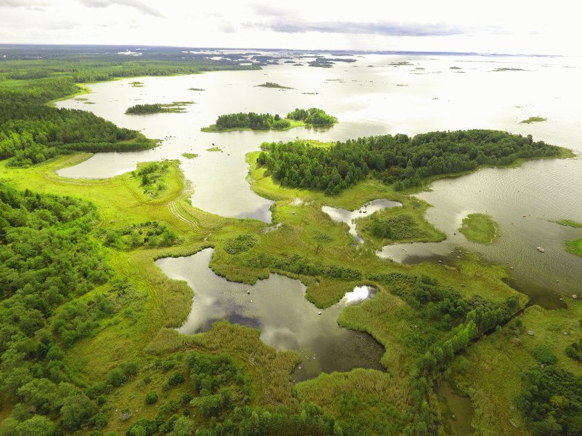 Metsähallitus mukana luonnon tilan suurselvityksessä – moni luontodirektiivin luontotyyppi heikentynyt; naalille, saimaannorpalle ja havuhuppukuoriaiselle valonpilkahduksia