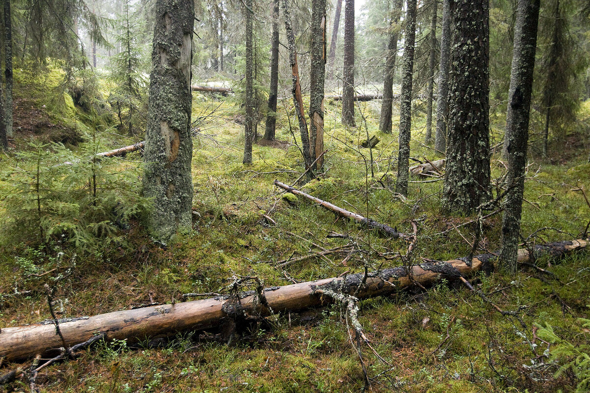 Turku ja lähikunnat selvittävät ilmanlaadun vaikutuksia metsiin