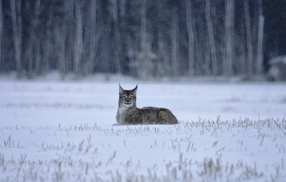 Ilveskanta vahvassa kasvussa Suomessa – Luken arvio