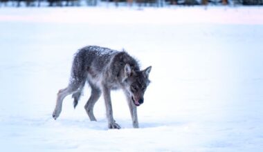 Metsästäjäliitto: Suden suotuisa suojelutaso 165 yksilöä
